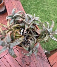 Aloe castilloniae large for sale  Austin