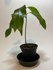 Pianta mango qualità usato  Villorba
