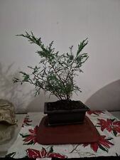 juniper tree for sale  KINGSTON UPON THAMES