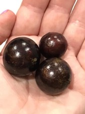 Jaboticaba red variety for sale  Port Saint Lucie