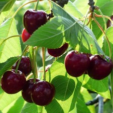 Cherry merchant tree for sale  SOUTHAMPTON