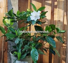 Indian anant gandhraj for sale  UXBRIDGE