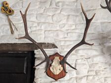 Taxidermy scottish red for sale  BARNARD CASTLE