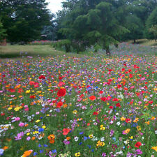 Wild flower seed for sale  DARLINGTON