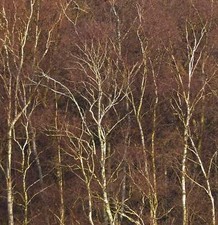 Betula pendula silver usato  Napoli