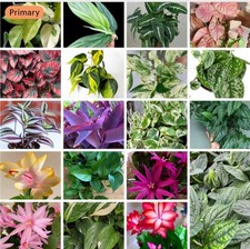 Cuttings mix surprise for sale  Ladson