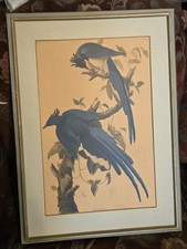 Vtg print audubon for sale  Alpha