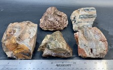 Miscellaneous petrified wood for sale  Roseburg
