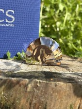 Swarovski scs crystal usato  Crevalcore