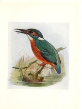 Bird print book for sale  Paris