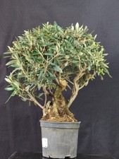 olivo bonsai usato olivo bonsai usato Cison di Valmarino