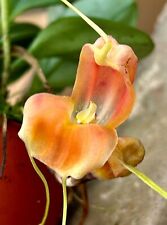 Masdevallia species prodigiosa gebraucht kaufen  Augsburg