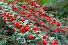 Cotoneaster suecicus coral for sale  SOUTHAMPTON