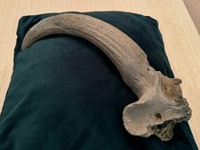 Massive fossilized bison for sale  Moseley