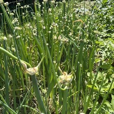 Organic egyptian walking for sale  Gurnee