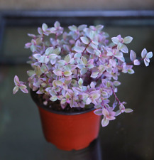 Pink panther pink for sale  San Diego