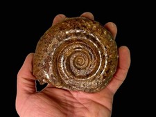 Ammonite hildoceras bifrons d'occasion  Les Abrets