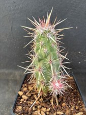Echinocereus brandegeei cactus usato  Massafra