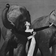 Dovima éléphants 1955 d'occasion  France