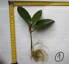 Hoya carnosa bewurzelter gebraucht kaufen  Straubing