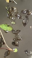 100 bladder snails for sale  Hardinsburg