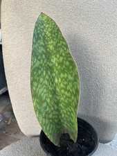 Sansevieria masoniana whale for sale  Riverview