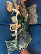 Vivarium bearded dragon for sale  NOTTINGHAM