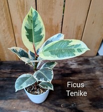 Ficus tenike for sale  Pleasant Hill