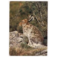 Wild animals britain gebraucht kaufen  Backnang