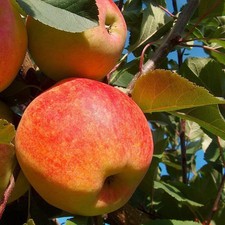 Pommier fuji malus d'occasion Pommier fuji malus d'occasion  Pouzauges