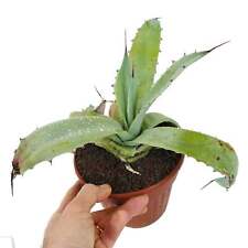 Agave ibrido mr. usato  Napoli