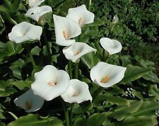 Arum blanc zantedeschia d'occasion  Krautergersheim