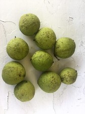 Fresh green black for sale  Lynx
