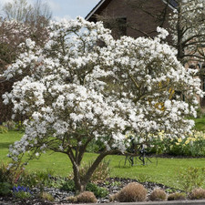 Magnolia stellata star for sale  SOUTHAMPTON