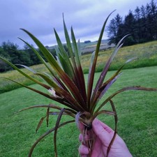 Water aloe water for sale  HUNTLY