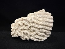 Natural fossilized brain for sale  Houston