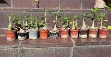 Wüstenrosen adenium besum gebraucht kaufen  Berlin