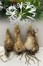 Nerine bowdenii alba for sale  ALFRETON