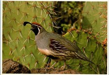 Gambel quail life for sale  Cary