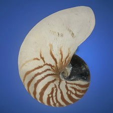 Nautilus shell raw for sale  Visalia
