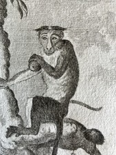 Usado, Mono Macaco Con Bonete 1804 Grabado Raro Primate Primatología Macaca Radiata comprar usado  Enviando para Brazil