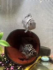 Convict cichlid live for sale  Cohoes