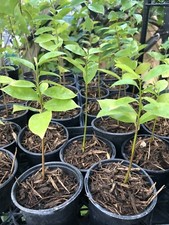 Well rooted muricata for sale  Richmond