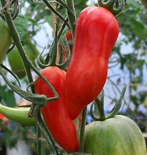 Tomato jersey devil for sale  Sevierville