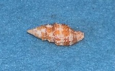 Vexillum crocatum uncommon for sale  San Diego