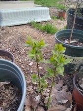 Lilac bush shrubs for sale  Pontiac