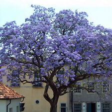 Pianta paulownia tomentosa usato  Torre Canavese