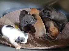 Cuccioli cane meticcio usato  Pietralunga