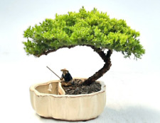 Juniper bonsai tree for sale  Patchogue