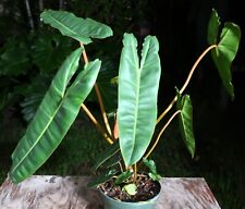 Philodendron billietiae plant for sale  Hollywood